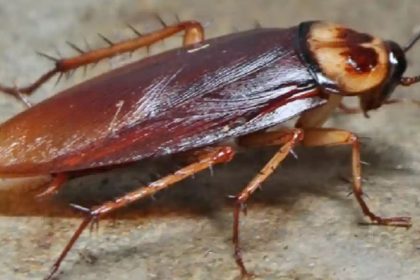 Live 3cm cockroach removed from man’s intestine in Delhi