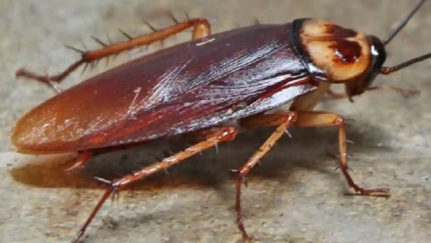 Live 3cm cockroach removed from man’s intestine in Delhi