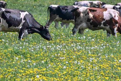 Govt launches livestock census with 25 mn dollar fund; 1 lakh field officials on job