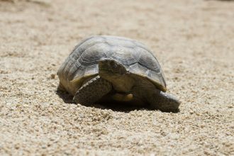 List of animals that can live without water for months or life