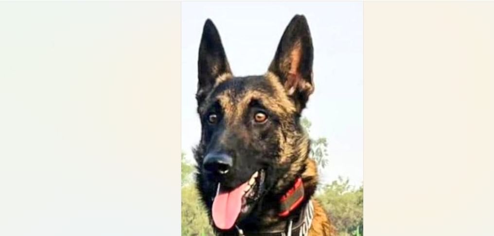 Army dog ‘Phantom’ makes supreme sacrifice during encounter with terrorists in J&K Army dog ‘Phantom’ makes supreme sacrifice during encounter with terrorists in J&K