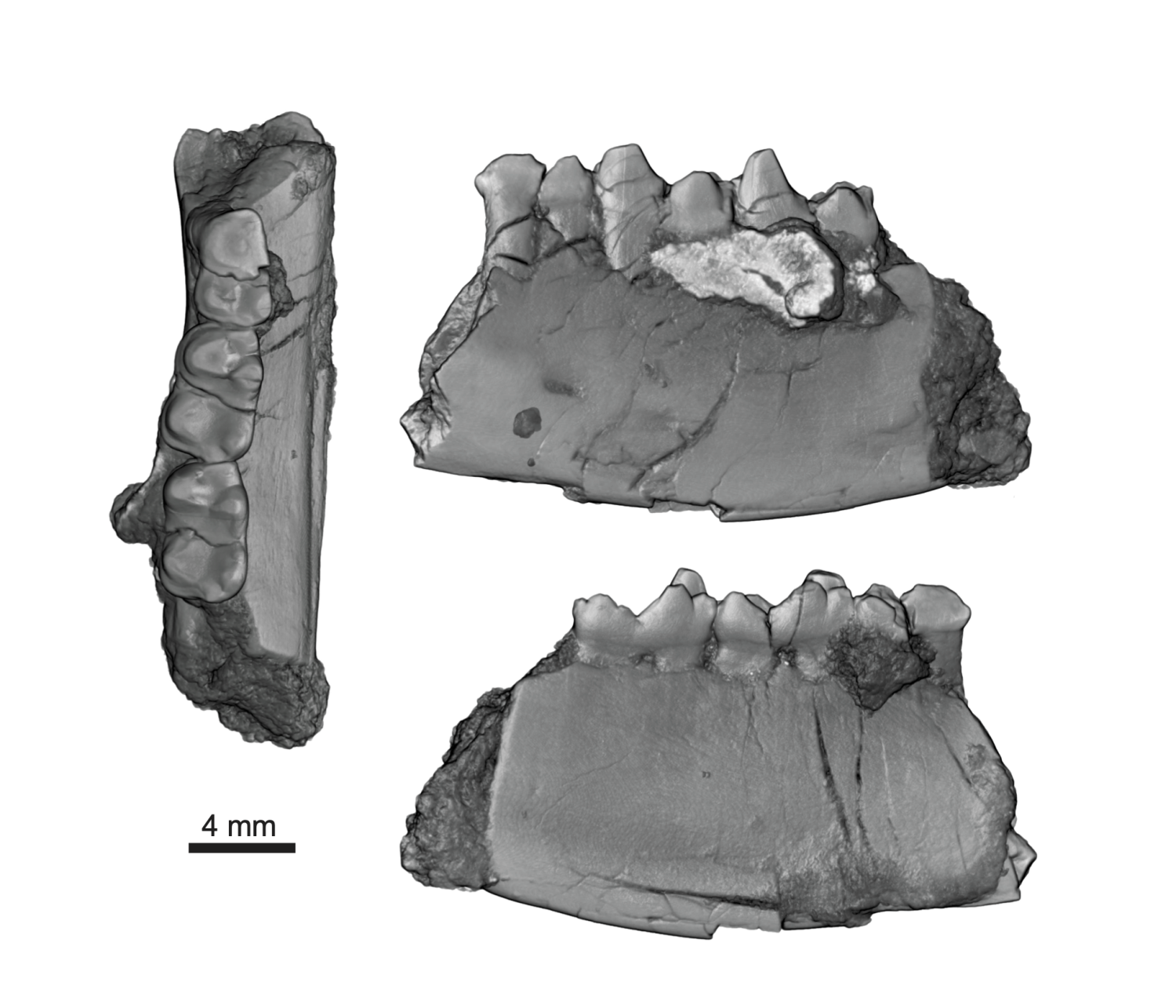 Fossil hunters discovered ancient mammal that walked with dinosaurs 2 heleocola jaw
