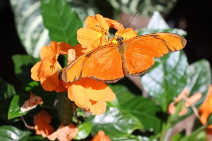 Kaziranga is India’s second-highest butterfly diversity hub: Check details