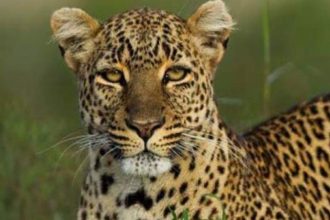 UP man dies of shock after leopard attacks 40-year-old son in Bahraich