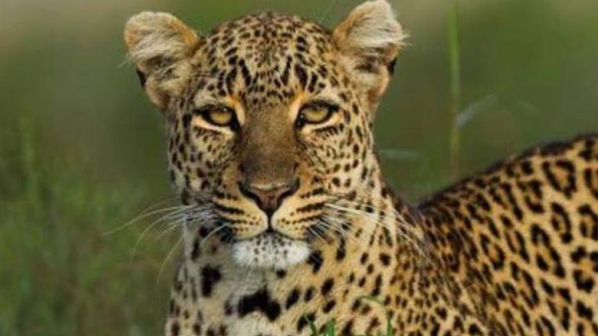 UP man dies of shock after leopard attacks 40-year-old son in Bahraich