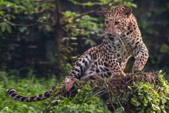 Leopard claims another life in Rajasthan village, toll mounts to seven