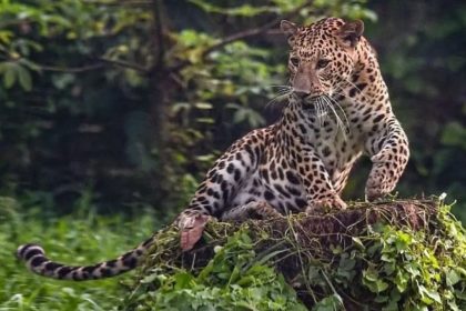 Leopard claims another life in Rajasthan village, toll mounts to seven