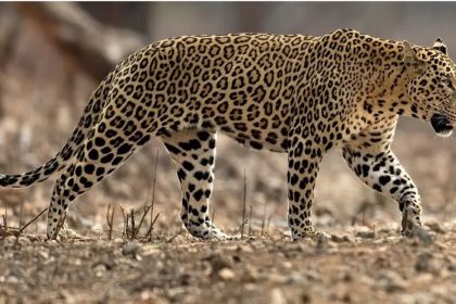 Rajasthan: 12 shooters deployed to catch man-eating leopard in Udipur | Details