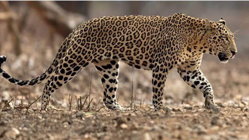 Rajasthan: 12 shooters deployed to catch man-eating leopard in Udipur | Details