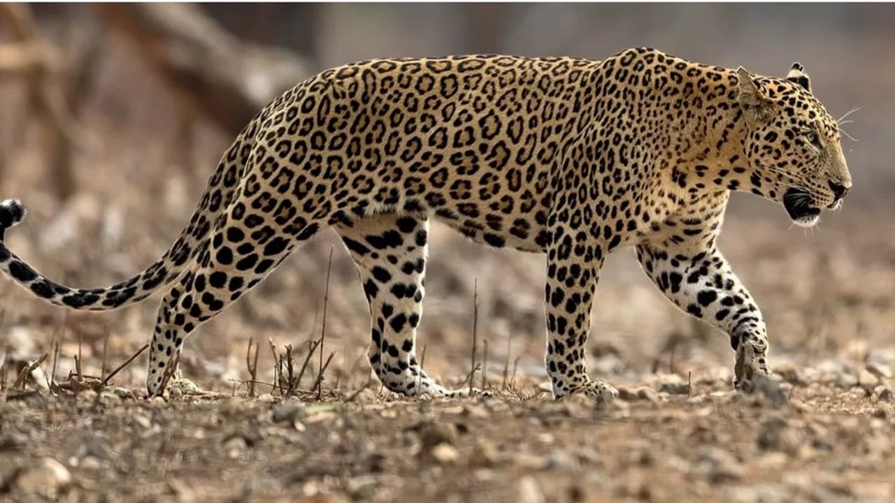 Rajasthan: 12 shooters deployed to catch man-eating leopard in Udipur | Details
