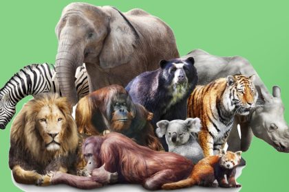 Explained: What is a mammal, its features, quick facts and more