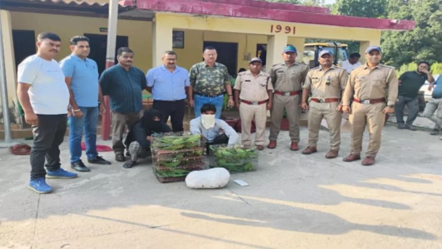 Two youths nabbed catching parrots in Uttarakhand’s forest; 47 parrots recovered