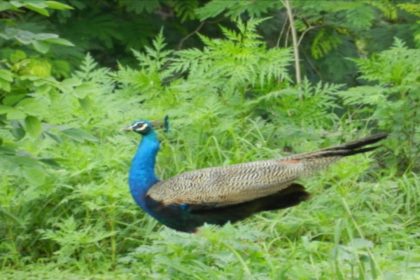 Peacock spotted in hills; alarms Uttarakhand wildlife scientists over climate change