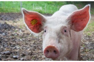 Medical marvel! Pig’s brain brought bad to life in a one-of-a-kind experience