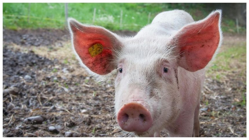 Medical marvel! Pig’s brain brought bad to life in a one-of-a-kind experience 1 Medical marvel! Pig’s brain brought bad to life in a one-of-a-kind experience