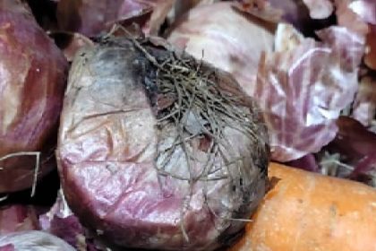 Cockroaches found in storage area at Chutneys Restaurant in Hyderabad