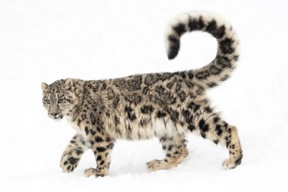 List of countries with the most snow leopards