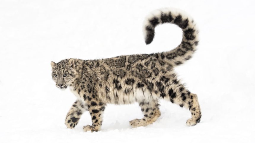 List of countries with the most snow leopards