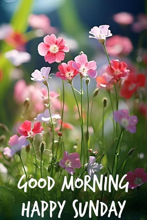Good Morning Sunday images 