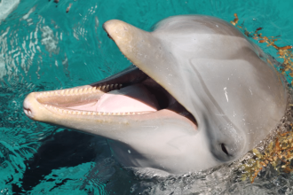 Dolphins at risk?  Military sonar impact severe reviled