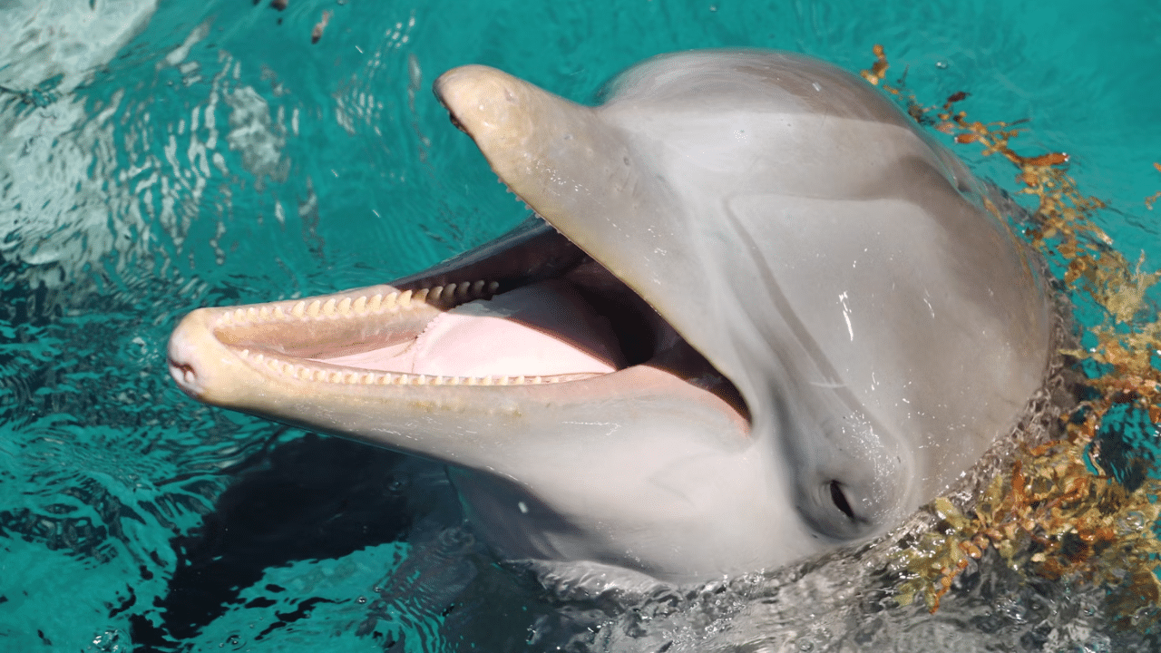 Dolphins at risk?  Military sonar impact severe reviled