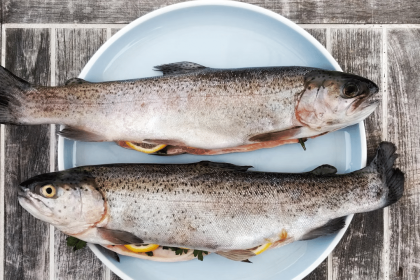 Fish of the Future: Plant-Based Salmon Feed Set to Revolutionize Aquaculture!