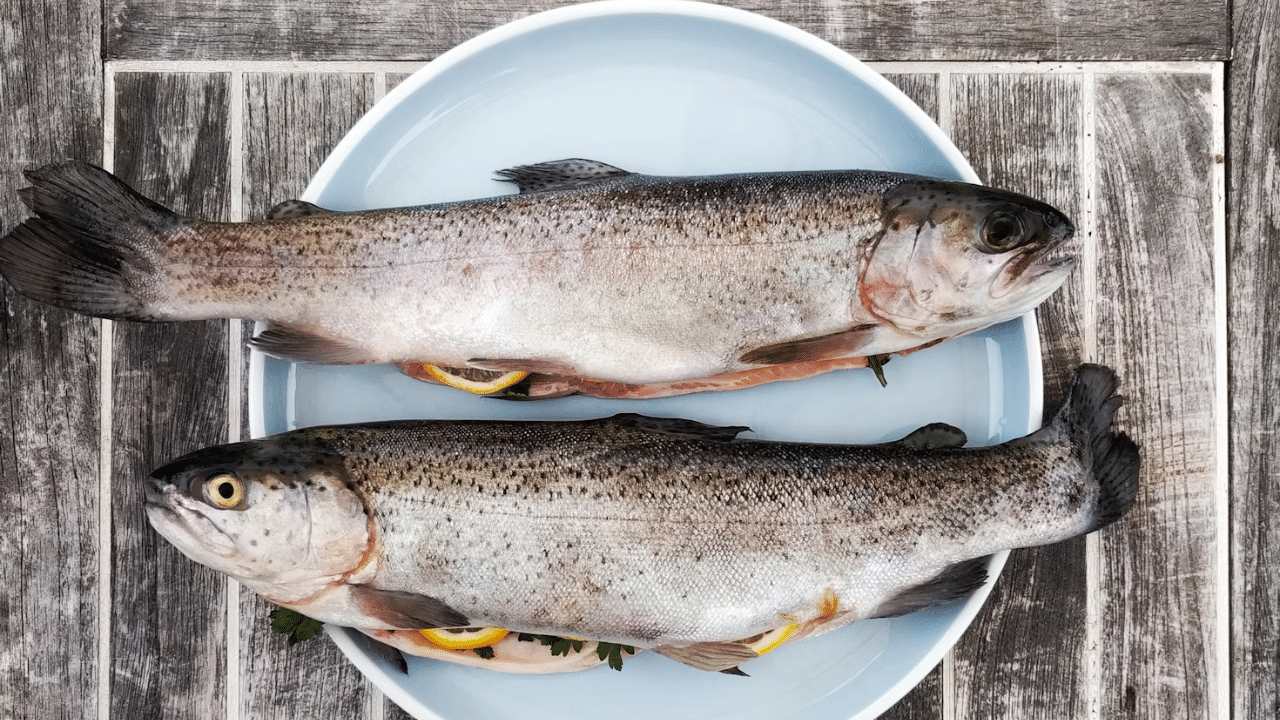 Fish of the Future: Plant-Based Salmon Feed Set to Revolutionize Aquaculture! Fish of the Future: Plant-Based Salmon Feed Set to Revolutionize Aquaculture!
