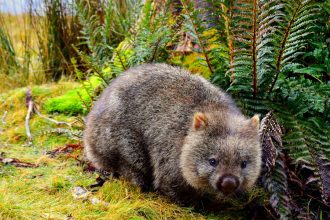 International Wombat Day 2024: Interesting facts about the marsupials