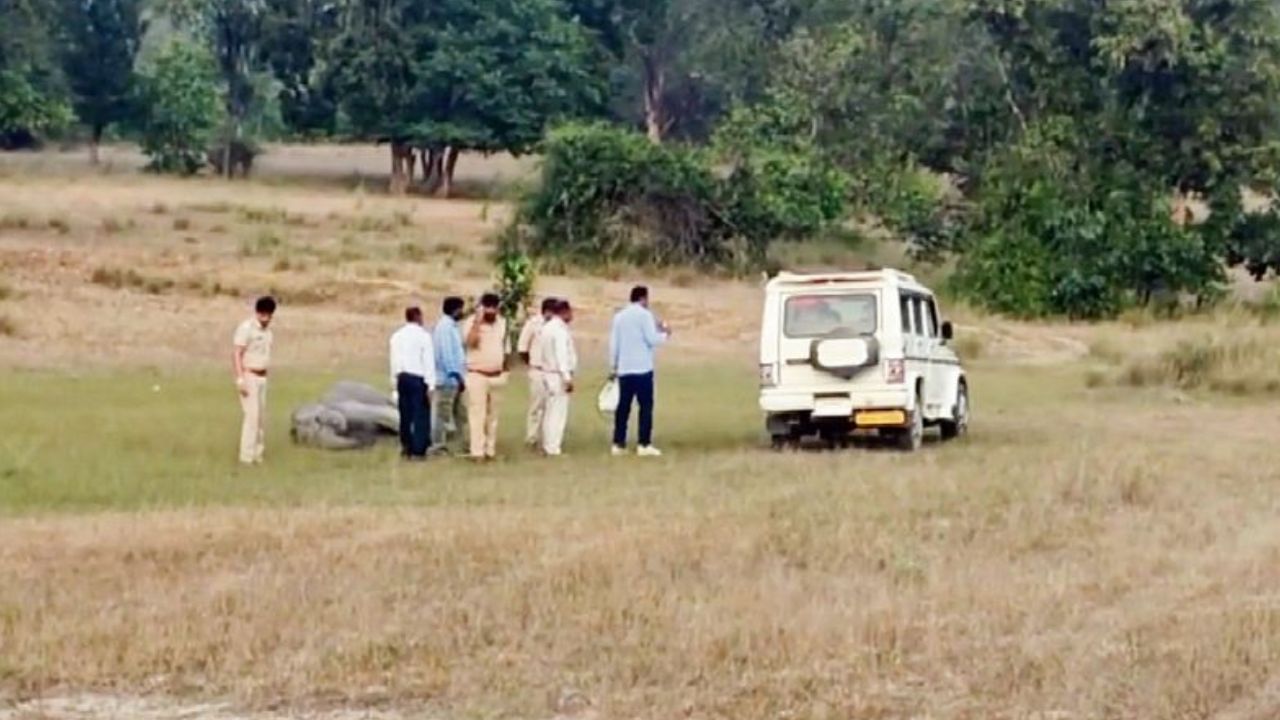 Silent killer claims 11 elephants in Bandhavgarh: What’s behind the tragedy? Silent killer claims 11 elephants in Bandhavgarh: What’s behind the tragedy?