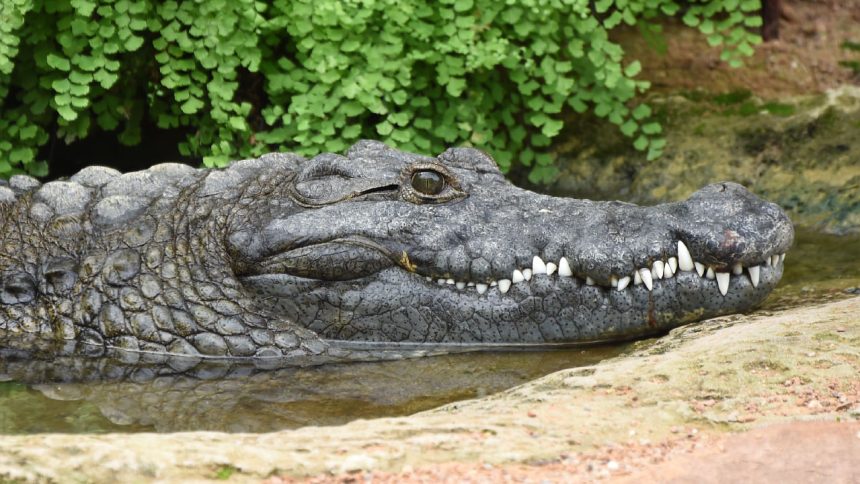 Panic at Chhath puja ghat in Darbhanga after crocodile spotted, safety measures taken