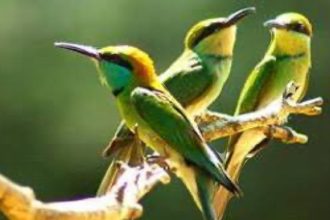 Home to 268 bird species, Uttarakhand aims tourism enhancement through Bird Watching
