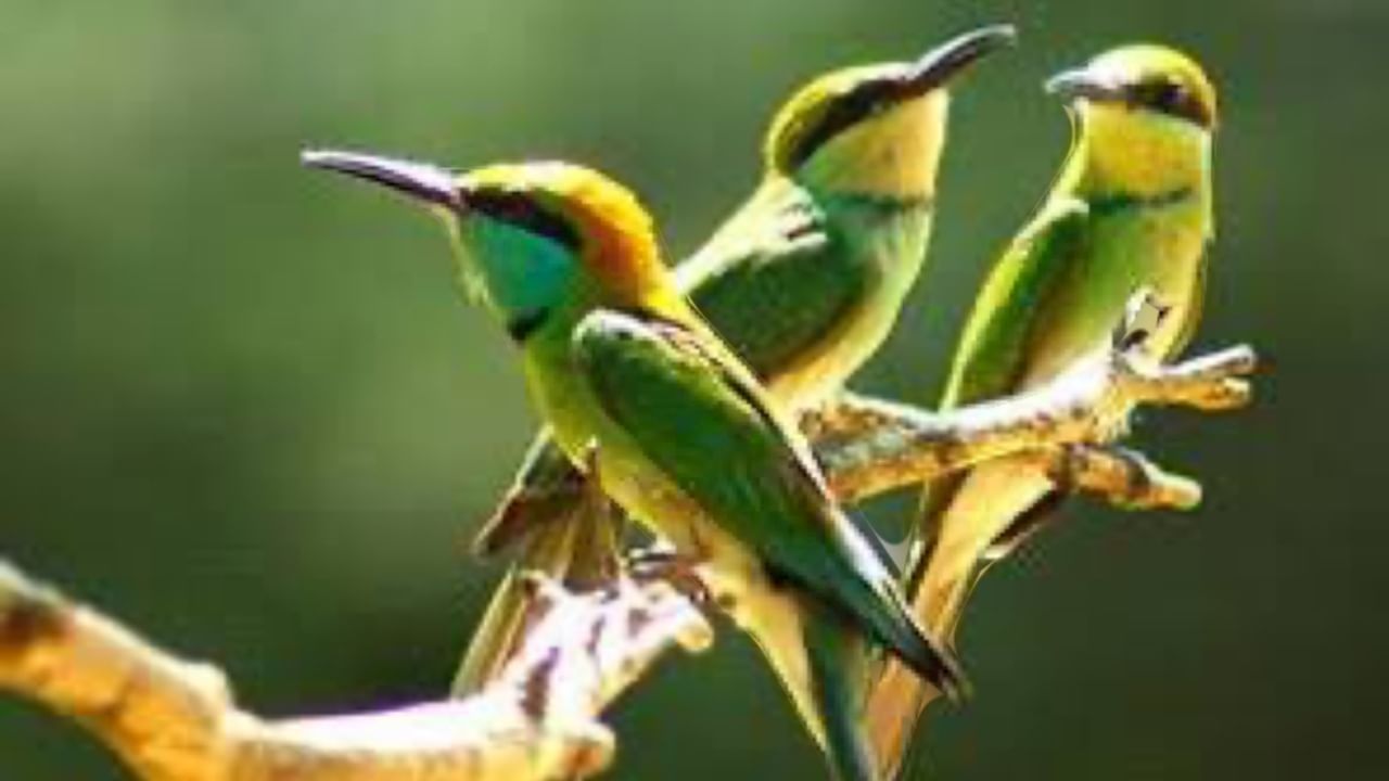 Home to 268 bird species, Uttarakhand aims tourism enhancement through Bird Watching