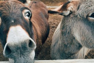 ‘Lawrence’ sells for Rs 1.25 lakh at unique UP event, outsells ‘Salman’ & ‘Shah Rukh’