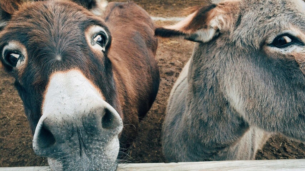 ‘Lawrence’ sells for Rs 1.25 lakh at unique UP event, outsells ‘Salman’ & ‘Shah Rukh’