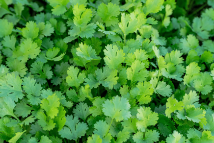 Effortless gardening: Cultivate Dhaniya indoors with just a bowl of water