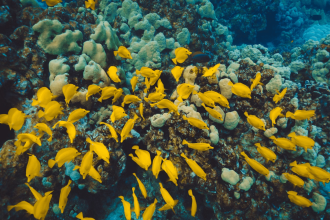 Scientists shocked by largest ever underwater feeding frenzy