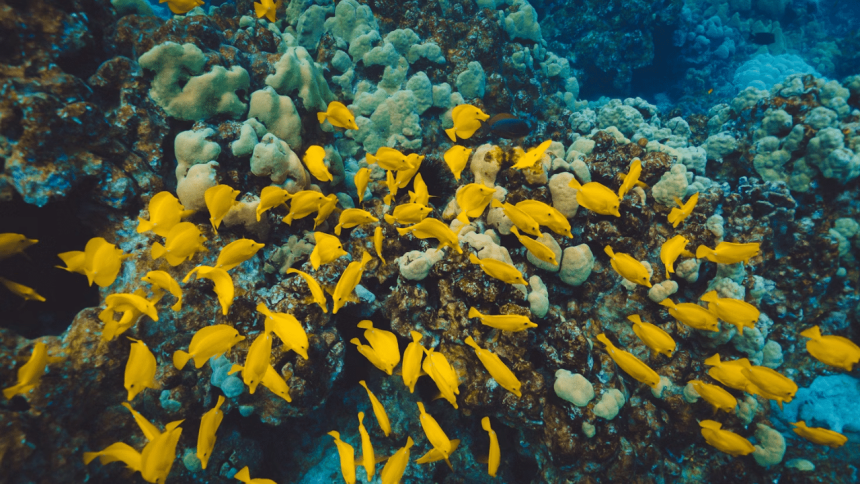 Scientists shocked by largest ever underwater feeding frenzy