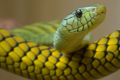 From hanging over river to dung burials: How snakebite ‘cures’ are taking lives in UP