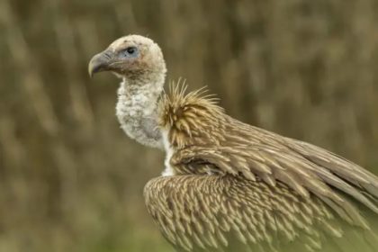 Uttarakhand hosts 340 bird species in its 75 Himalayan trails, bird survey reveals