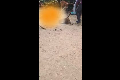 Man brutally thrashes monkey with baton, video of incident surfaces