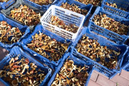 Hyderabad Zomato warehouse: Officials find Kilos of mushroom with future packing date