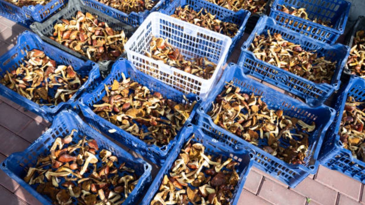 Hyderabad Zomato warehouse: Officials find Kilos of mushroom with future packing date