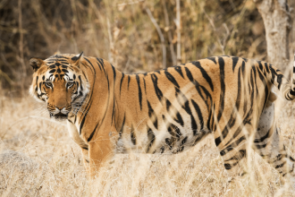 Panel set up after 25 tigers go ‘missing’ from Ranthambore; what are its key aims