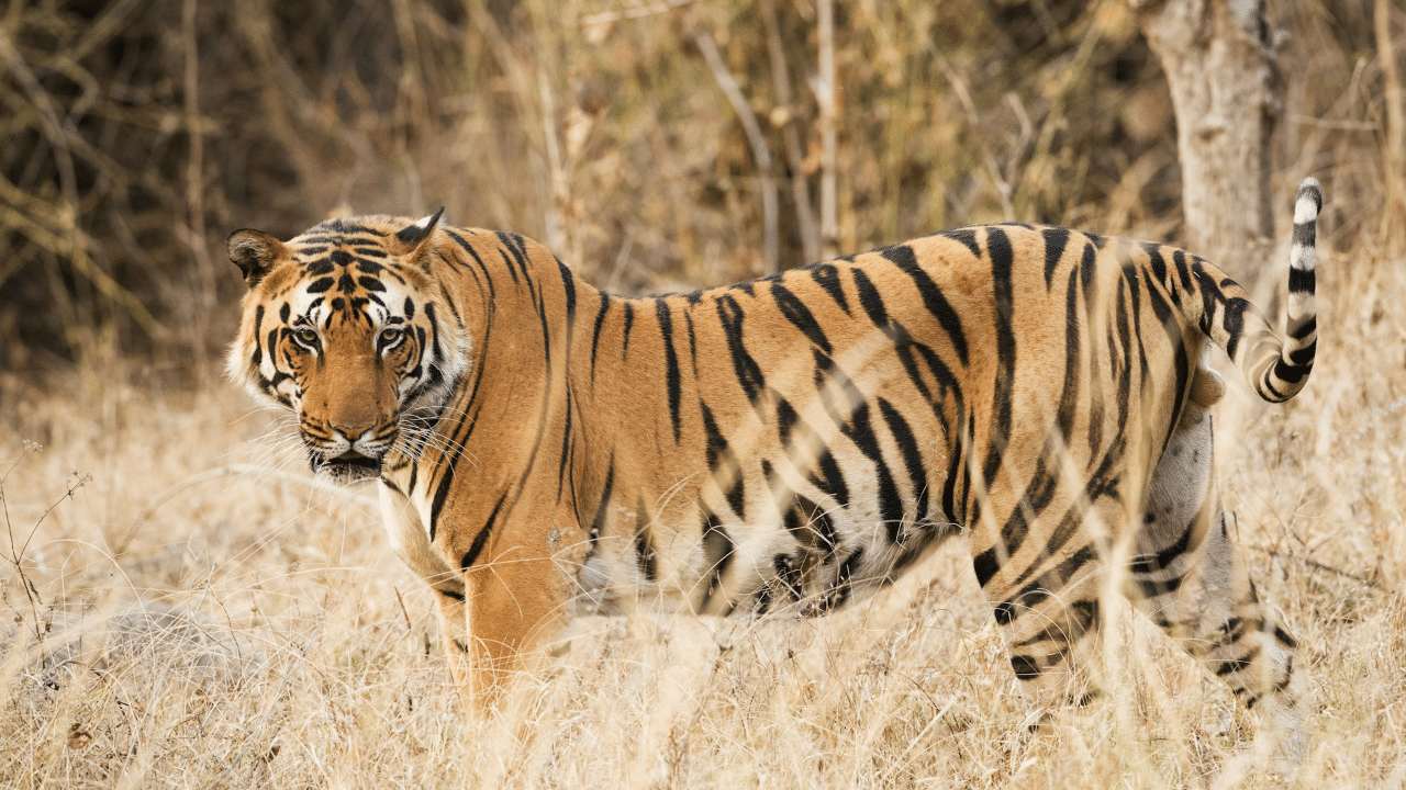 Panel set up after 25 tigers go ‘missing’ from Ranthambore; what are its key aims