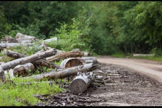 FRI develops ‘Sal Tree’ nursery to offset 11,000 trees axed for Delhi-Doon expressway