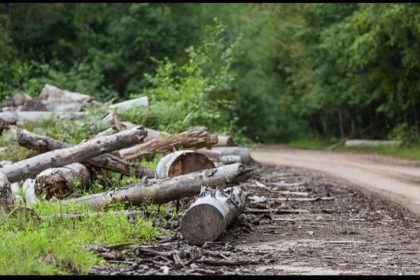 FRI develops ‘Sal Tree’ nursery to offset 11,000 trees axed for Delhi-Doon expressway