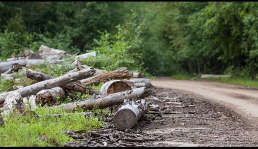 FRI develops ‘Sal Tree’ nursery to offset 11,000 trees axed for Delhi-Doon expressway