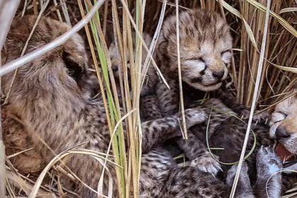 Two cubs born to African cheetah Nirva found dead at Kuno National Park