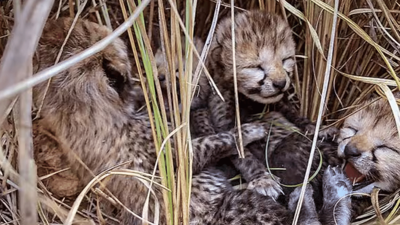 Two cubs born to African cheetah Nirva found dead at Kuno National Park