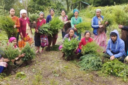 Uttarakhand to empower Van Panchayats, allows herbs cultivation for livelihood